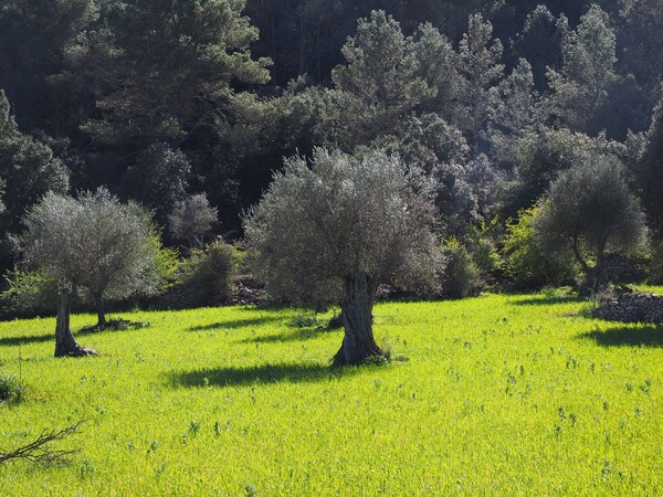 Υπεραιωνόβιες ελιές μεταφυτεύτηκαν στην πεδιάδα του Νέστου