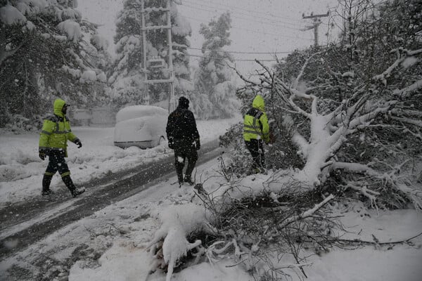 Εύβοια: Νεκρός άνδρας που καταπλακώθηκε από δέντρο