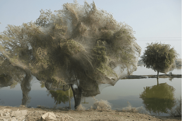 Δέντρα στο έλεος ιστών αράχνης