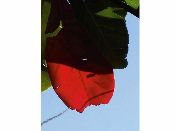 Parasomnia (...η το εγκώμιο της αφρικάνικης σκιάς). Viviane Sassen.