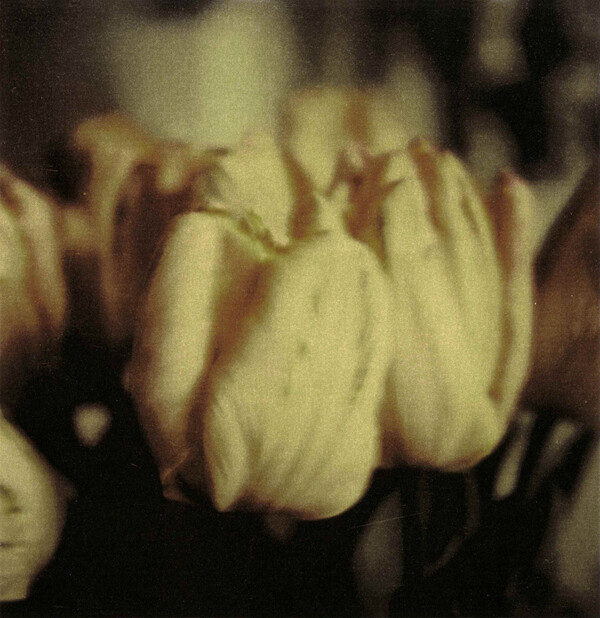 Cy Twombly. Photographs.