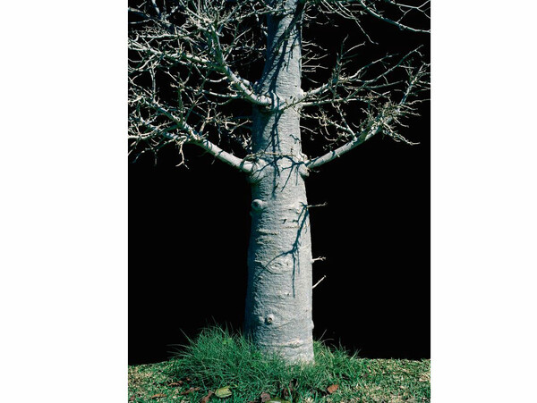 Parasomnia (...η το εγκώμιο της αφρικάνικης σκιάς). Viviane Sassen.