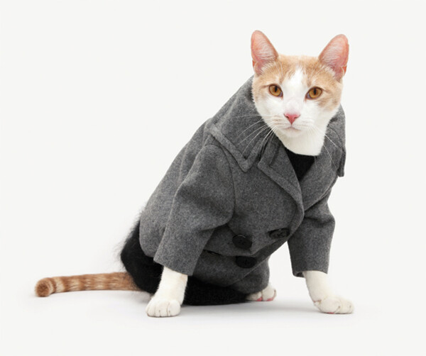 Haute Cat-ure