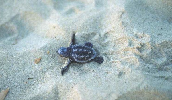 Ζάκυνθος: Γεννήθηκε το πρώτο χελωνάκι caretta caretta