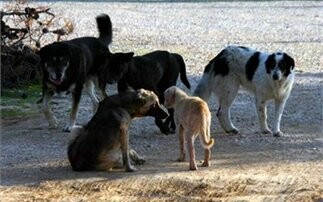 Μαζική δηλητηρίαση ζώων στη Ρόδο