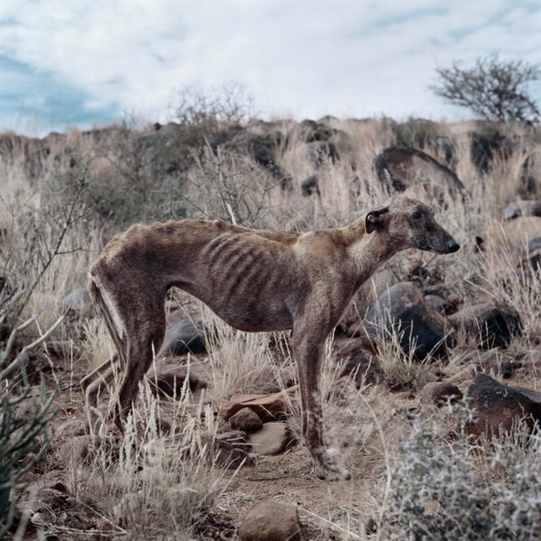 African scenery and animals. Daniel Naude.