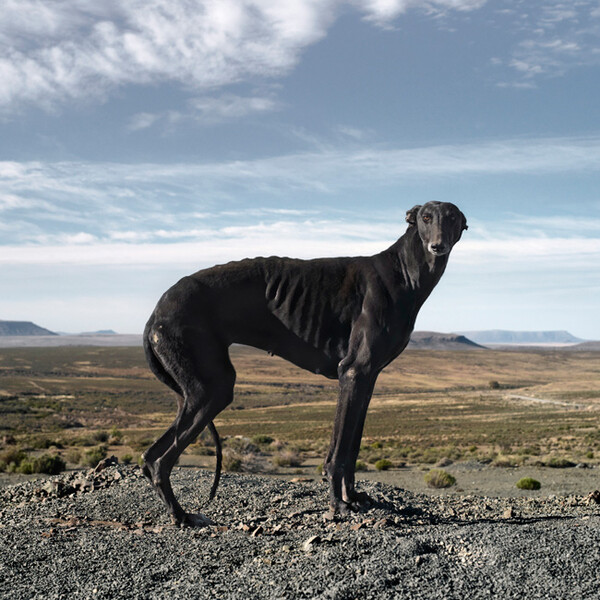 African scenery and animals. Daniel Naude.