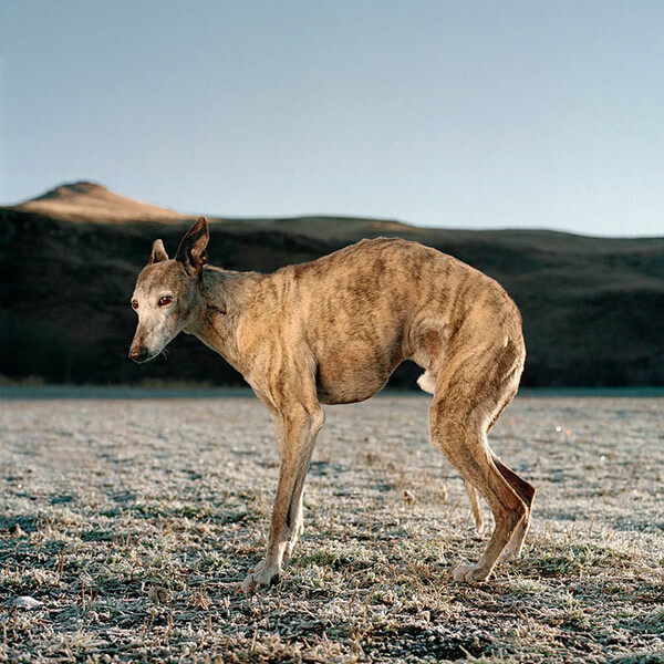 African scenery and animals. Daniel Naude.