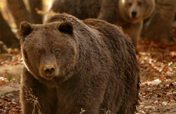 Νεκρή αρκούδα από πυροβολισμό στη Μύκανη Καλαμπάκας