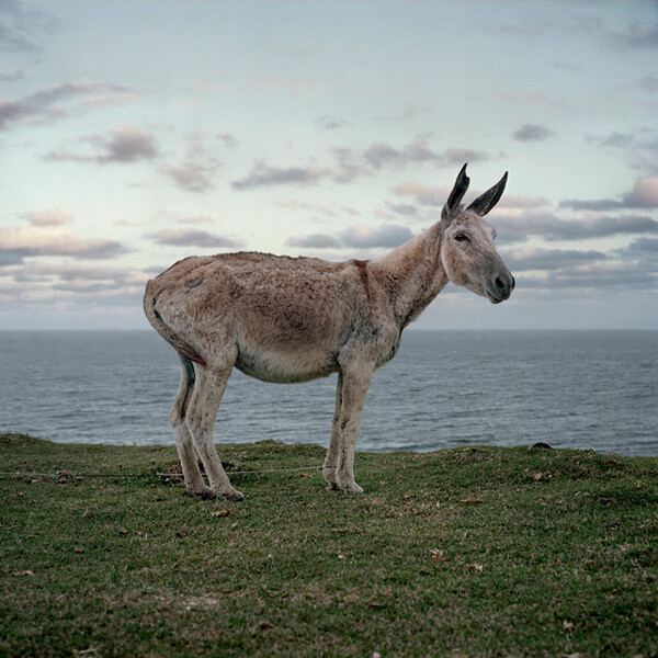 African scenery and animals. Daniel Naude.