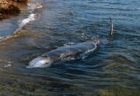 Κέρκυρα: Οι ασκήσεις του Πολεμικού Ναυτικού υπεύθυνες για το θάνατο φαλαινών