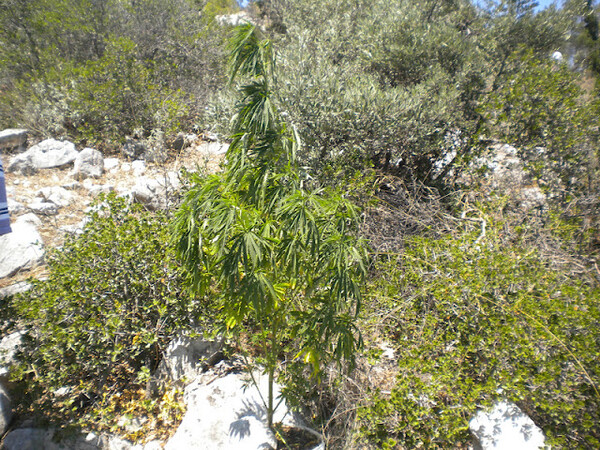 Χασισοφυτεία βρέθηκε στο άλσος Φιλοθέης