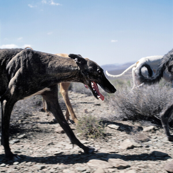 African scenery and animals. Daniel Naude.