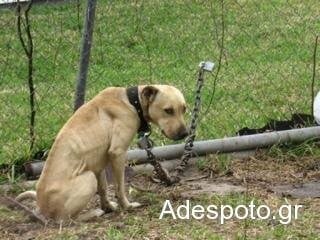 Συνέλαβαν ιδιοκτήτη σκυλιού γιατί το είχε στις λάσπες