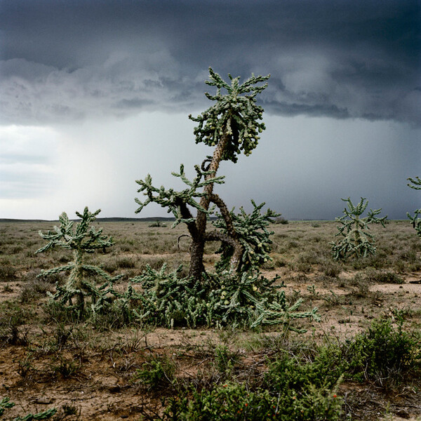 African scenery and animals. Daniel Naude.