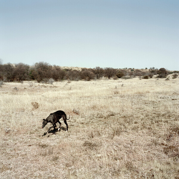 African scenery and animals. Daniel Naude.