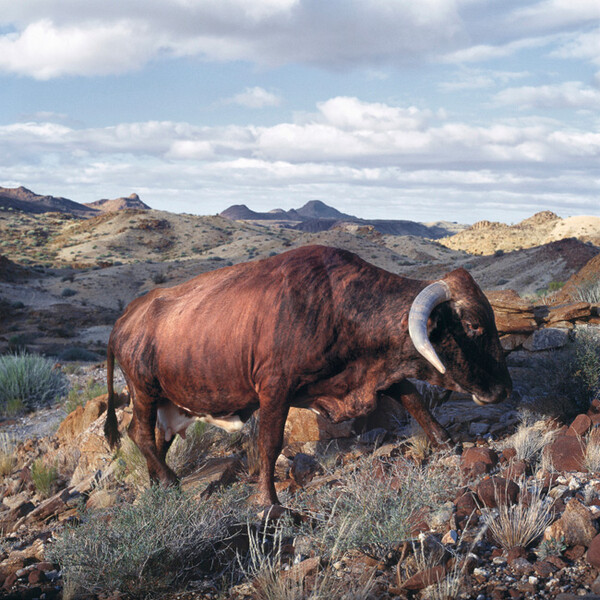 African scenery and animals. Daniel Naude.