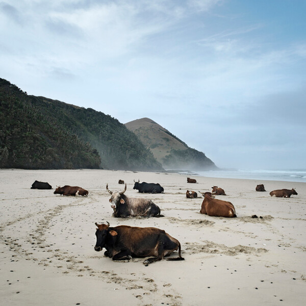 African scenery and animals. Daniel Naude.