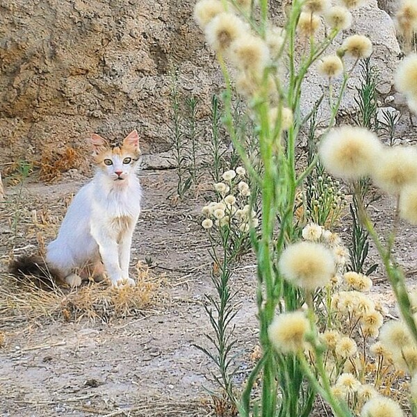 #LIFOPETS (113): Αυτά είναι τα κατοικίδιά μας