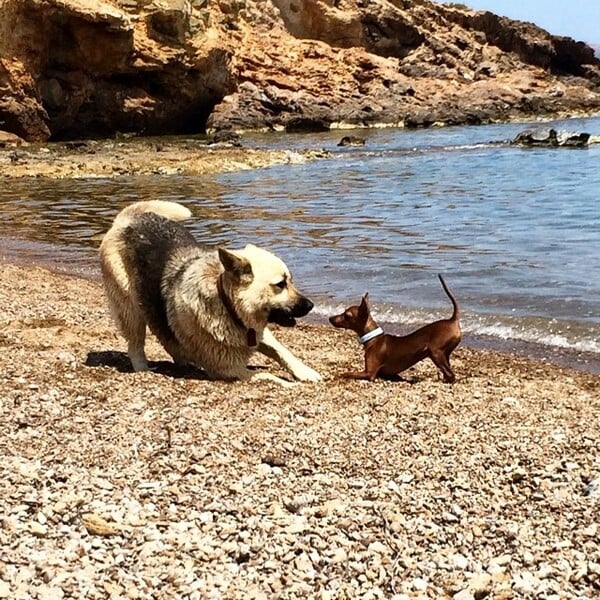 #LIFOPETS (73): Αυτά είναι τα κατοικίδιά μας