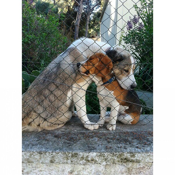 #LIFOPETS(98): Αυτά είναι τα κατοικίδιά μας