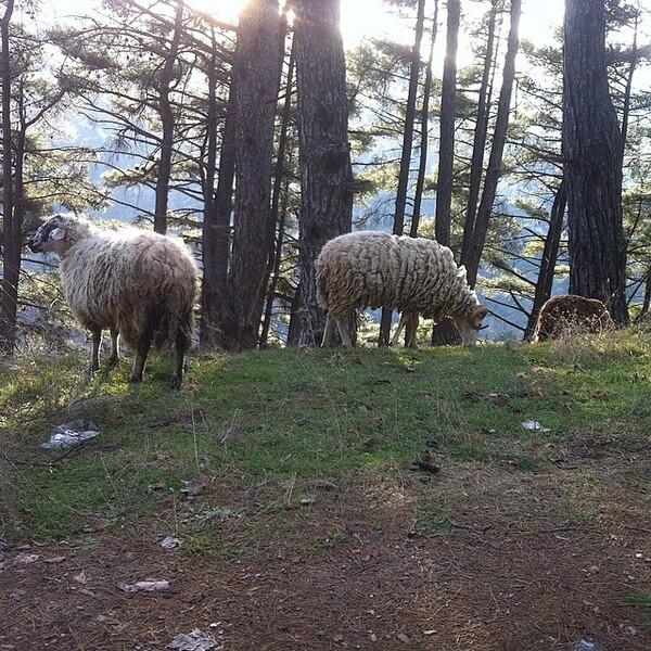 #INSTALIFO: Πέμπτη 29 Ιανουαρίου