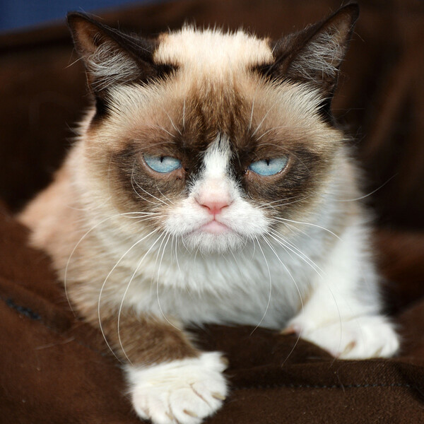 H Grumpy Cat είναι πλέον πλουσιότερη από την Νικόλ Κίντμαν και την Κάμερον Ντιάζ