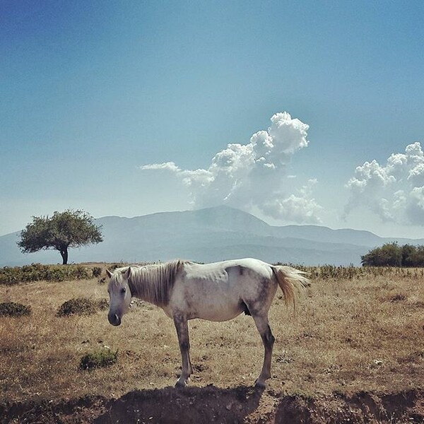 #LIFOPETS (118): Αυτά είναι τα κατοικίδιά μας