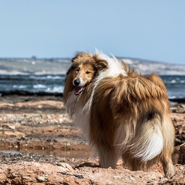 #LIFOPETS(105): Αυτά είναι τα κατοικίδιά μας