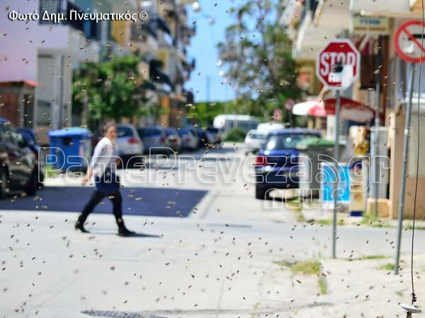 Απίστευτες εικόνες με μέλισσες που κατέκλυσαν την Πρέβεζα