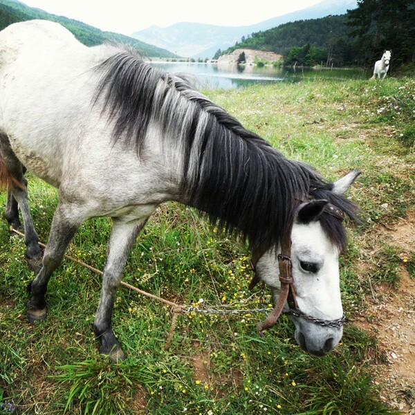 #LIFOPETS (69): Οι συγκάτοικοι του κόσμου μας