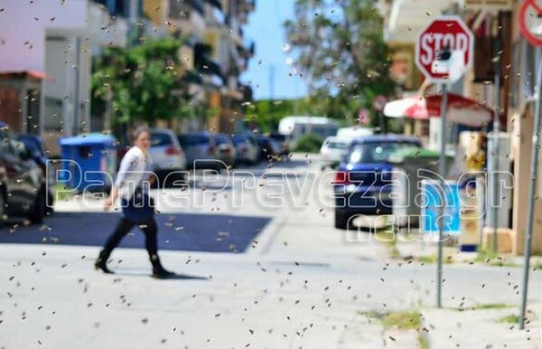 Απίστευτες εικόνες με μέλισσες που κατέκλυσαν την Πρέβεζα