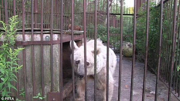 H PETA απελευθέρωσε αρκούδες που ζούσαν φυλακισμένες 20 χρόνια σε ζωολογικό κήπο