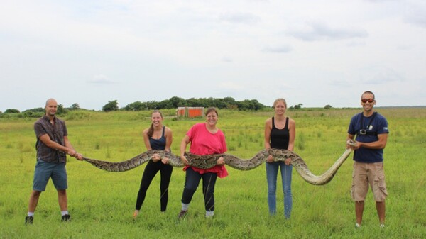 Πύθωνας 6 μέτρων στη Φλόριντα - το δεύτερο μεγαλύτερο φίδι που έχει εντοπιστεί ποτέ στην ιστορία της περιοχής