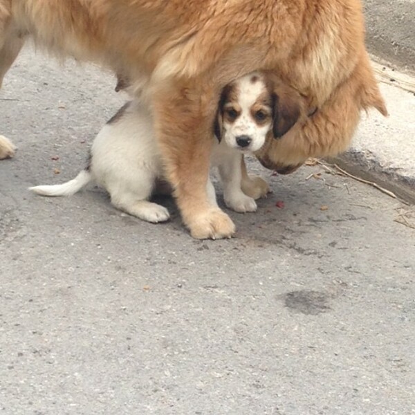 #LIFOPETS (70): Αυτά είναι τα κατοικίδιά μας