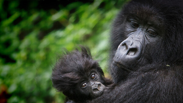 Virunga