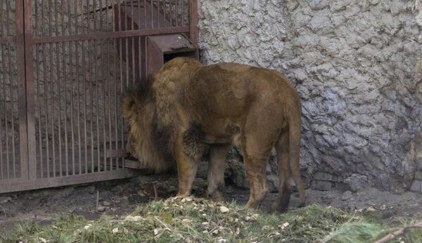 Kραυγή αγωνίας από τον Ζωολογικό Κήπο της Ουκρανίας