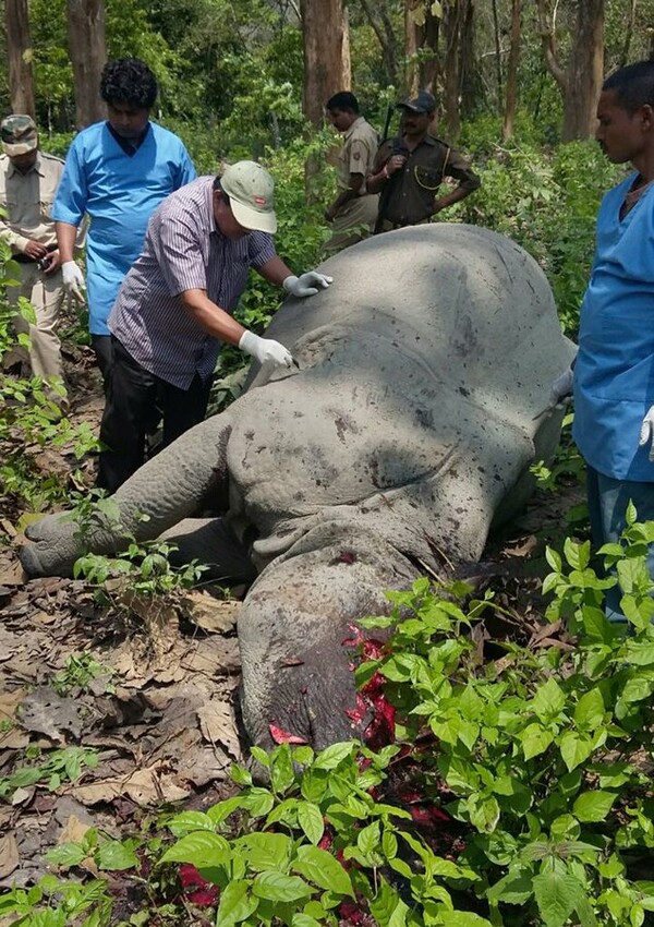 Λαθροκυνηγοί σκότωσαν ρινόκερο σε εθνικό δρυμό της Ινδίας, λίγο μετά την επίσκεψη Ουίλιαμ- Κέιτ