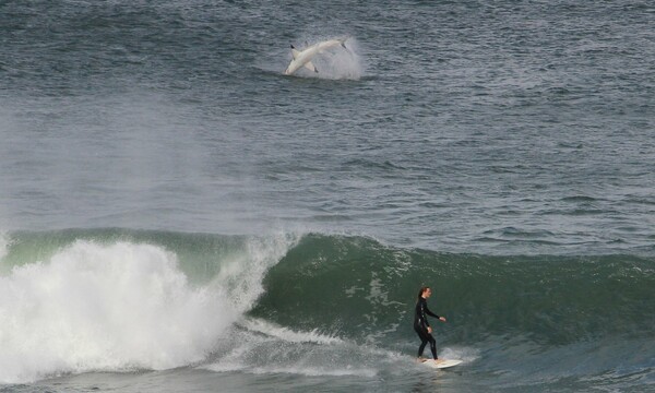 Η σπάνια στιγμή που ένας λευκός καρχαρίας πηδά ολόκληρος έξω από νερό λίγα μέτρα μακριά από έναν surfer