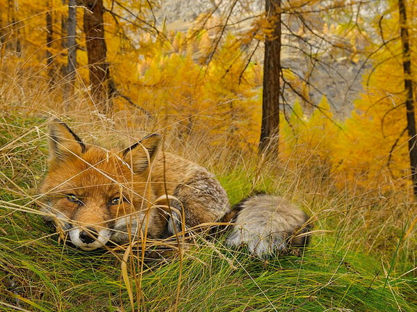 Οι 20 ωραιότερες φωτογραφίες φύσης από το National Geographic