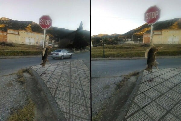 Σκότωσε και κρέμασε σκύλο σε πινακίδα σήμανσης (Σκληρές εικόνες)