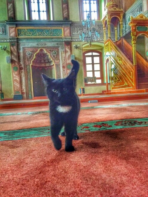 Κωνσταντινούπολη: Ένα τζαμί ανοίγει τις πόρτες του στις αδέσποτες γάτες