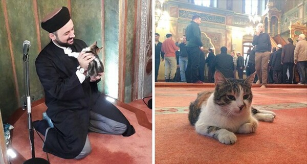 Κωνσταντινούπολη: Ένα τζαμί ανοίγει τις πόρτες του στις αδέσποτες γάτες