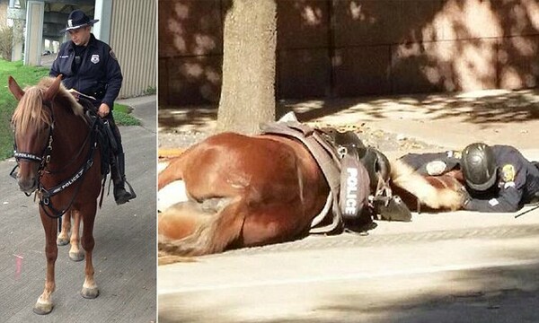 Ένας αστυνομικός ξαπλώνει και κρατά στην αγκαλιά του το άλογο του που πεθαίνει