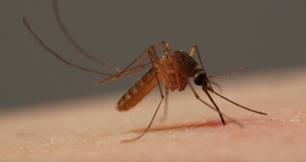Τα κουνούπια δεν χρησιμοποιούν μία, αλλά έξι μικροσκοπικές βελόνες για να ρουφήξουν το αίμα μας - Δείτε πώς (βίντεο)