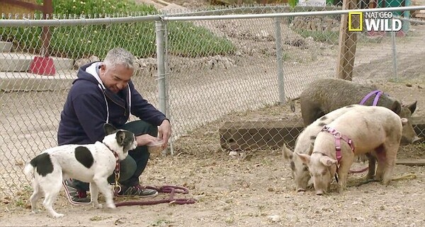 Για κακομεταχείριση ζώων κατηγορείται ο "Dog Whisperer" Cesar Millan