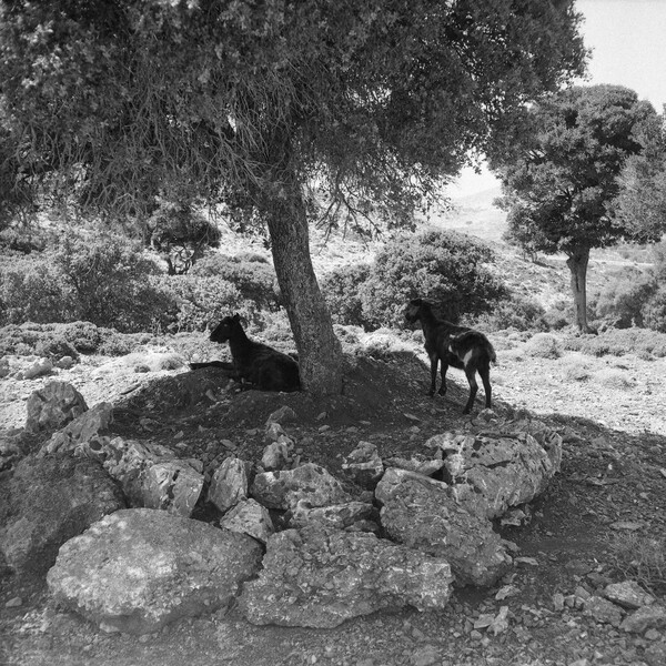 Τo αναλογικό καλοκαίρι της Σκύρου