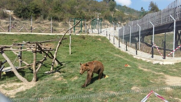 Οι πιο θλιμμένες αρκούδες της Ευρώπης είναι πια ελεύθερες να απολαμβάνουν τη ζωή