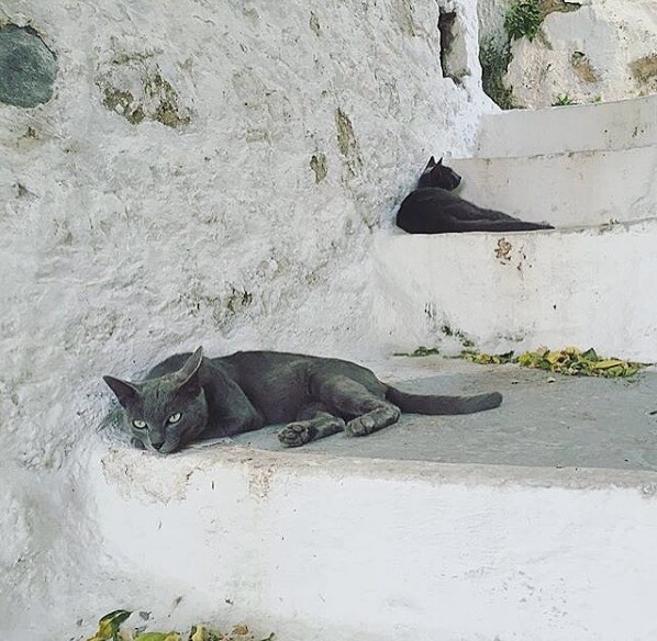 30 νέες φωτογραφίες απ' τα τέλεια ζώα των αναγνωστών μας