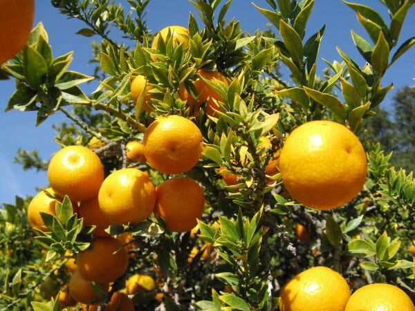 Όλα όσα πρέπει να ξέρετε για τα εσπεριδοειδή